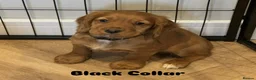 Cocker Spaniel dogs for sale: Adorable Cocker Spaniel Puppies available in Borehamwood - Advert 5