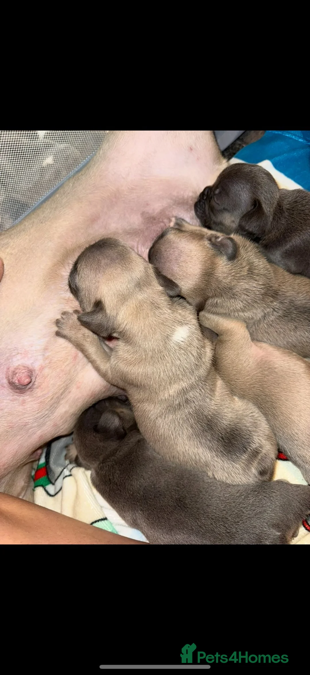 French Bulldog dogs for sale: French bull dog puppy’s for sale  - Advert 18