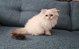 Scottish Fold cats for sale: Excellent Scottish straight girl ready to go in Erith - Image 1