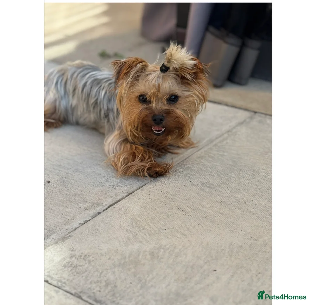 Yorkshire Terrier dogs for sale: MINIATURE Yorkshire terrier FEMALE   - Advert 5
