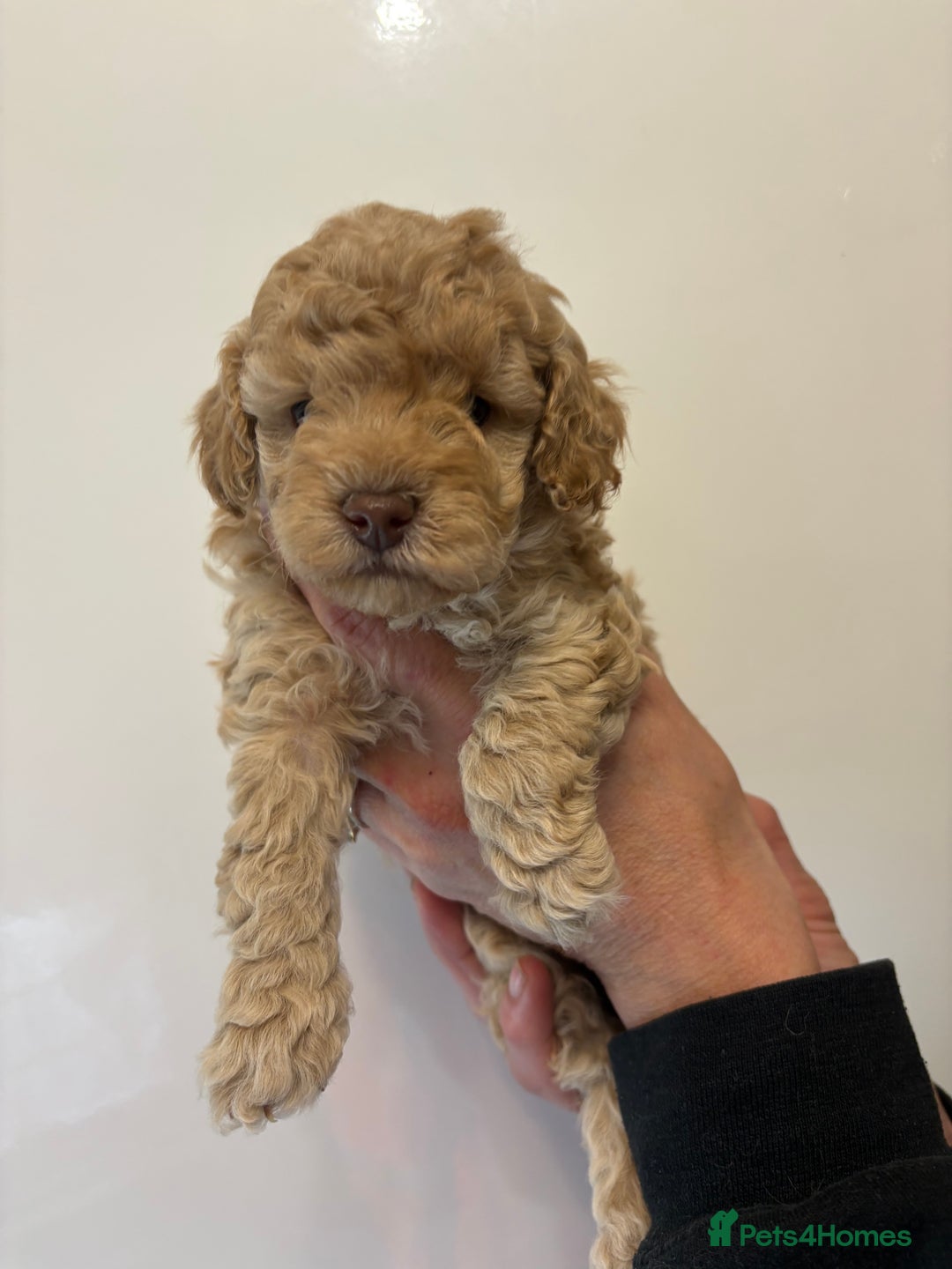 Toy Poodle dogs for sale: 🤩 4 stunning toy poodles 🤩 - Image 6