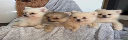 Pomeranian dogs for sale: Pomeranian Puppies  - Advert 5