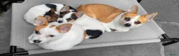 Mixed Breed dogs for sale: 3 Small Mixed breed puppies  in Manchester - Advert 31