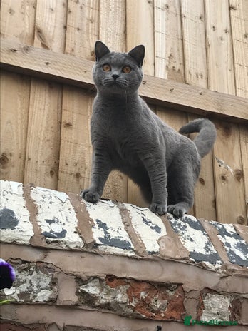 British Shorthair cats - Advert 6