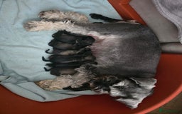 Miniature Schnauzer dogs for sale: Your furry soulmate - Image 1