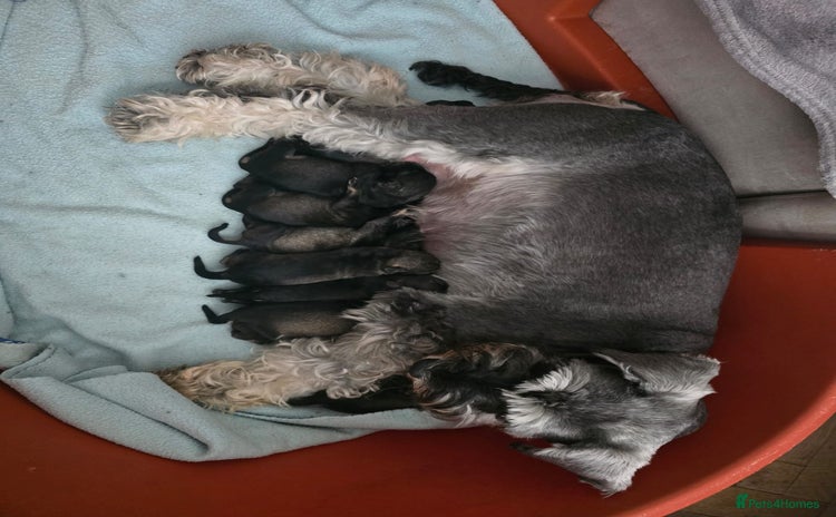 Miniature Schnauzer dogs - Advert 1