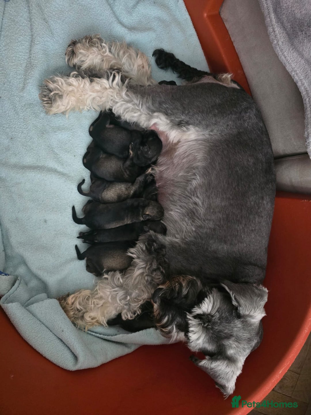 Miniature Schnauzer dogs for sale: Your furry soulmate - Image 1