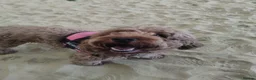 Cocker Spaniel dogs for adoption: Bella - Advert 2