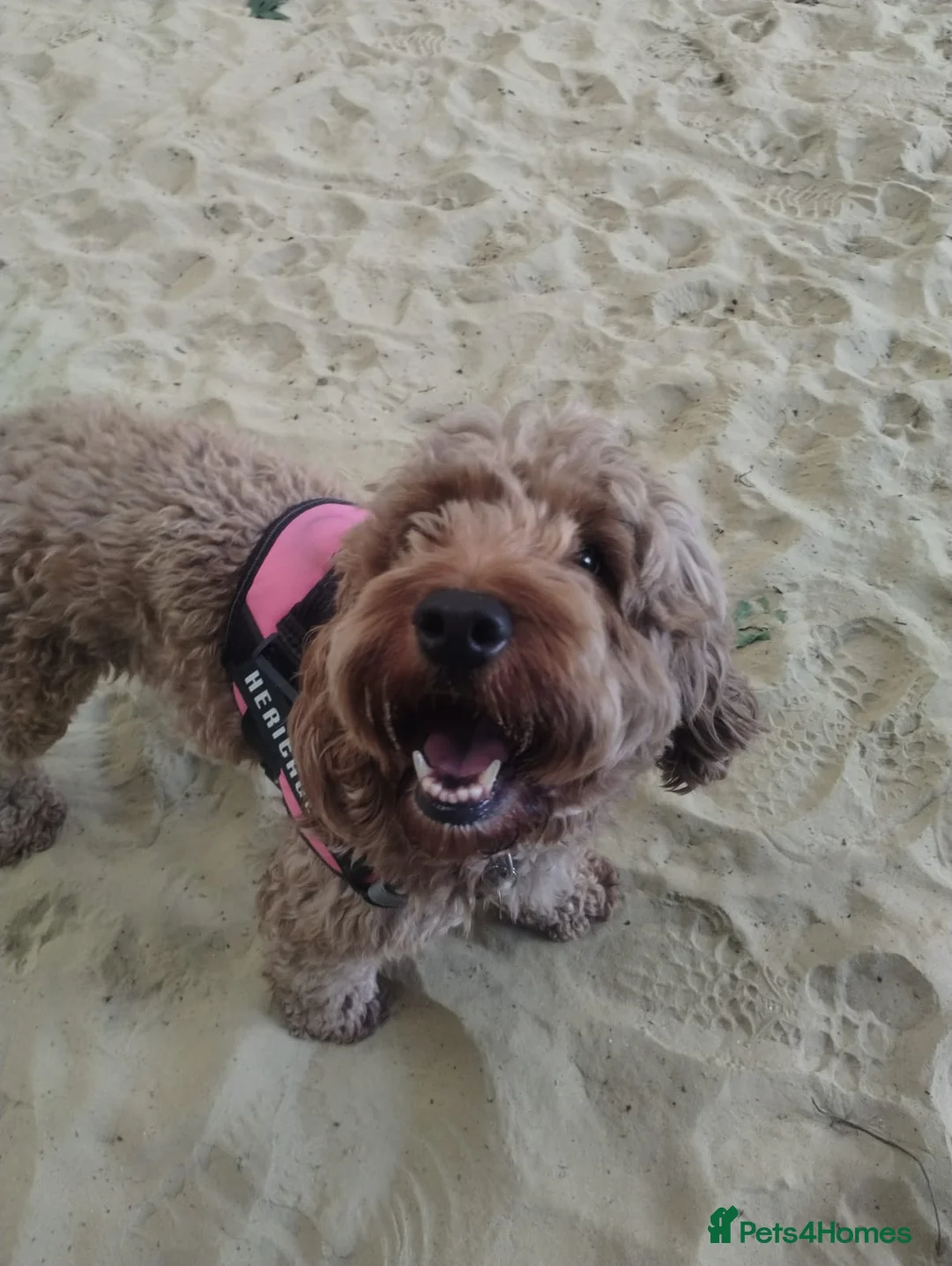 Cocker Spaniel dogs for adoption: Bella - Advert 2