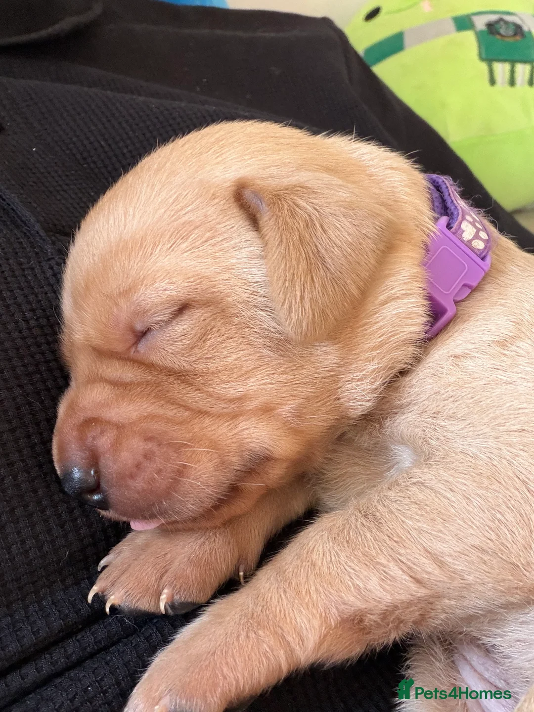 Labrador Retriever dogs for sale: KC Reg Labrador Puppies (mix of Red/blonde) - Advert 9