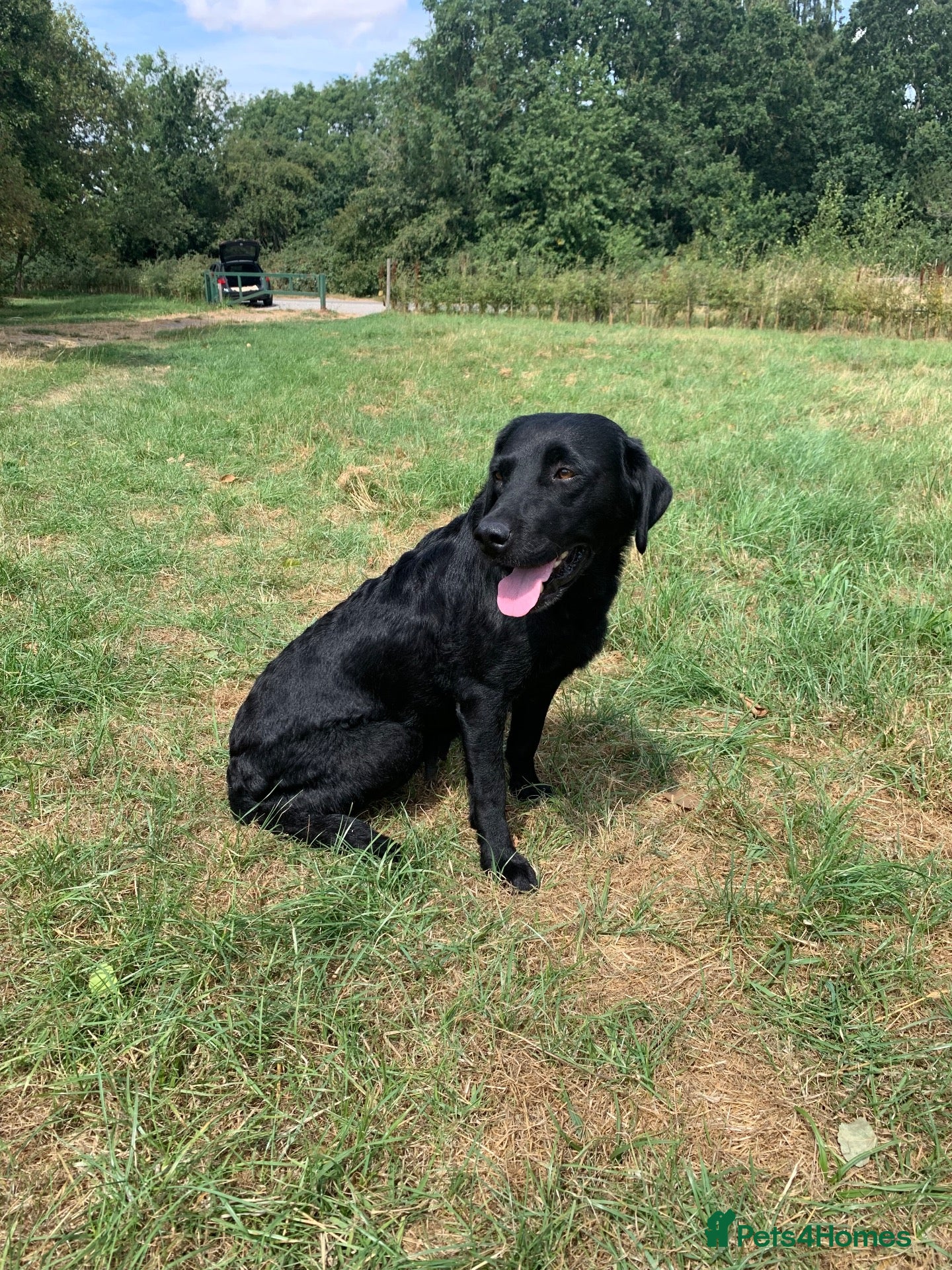 Labrador Retriever dogs 5yrs KC reg Working Labrador female  - Advert 4