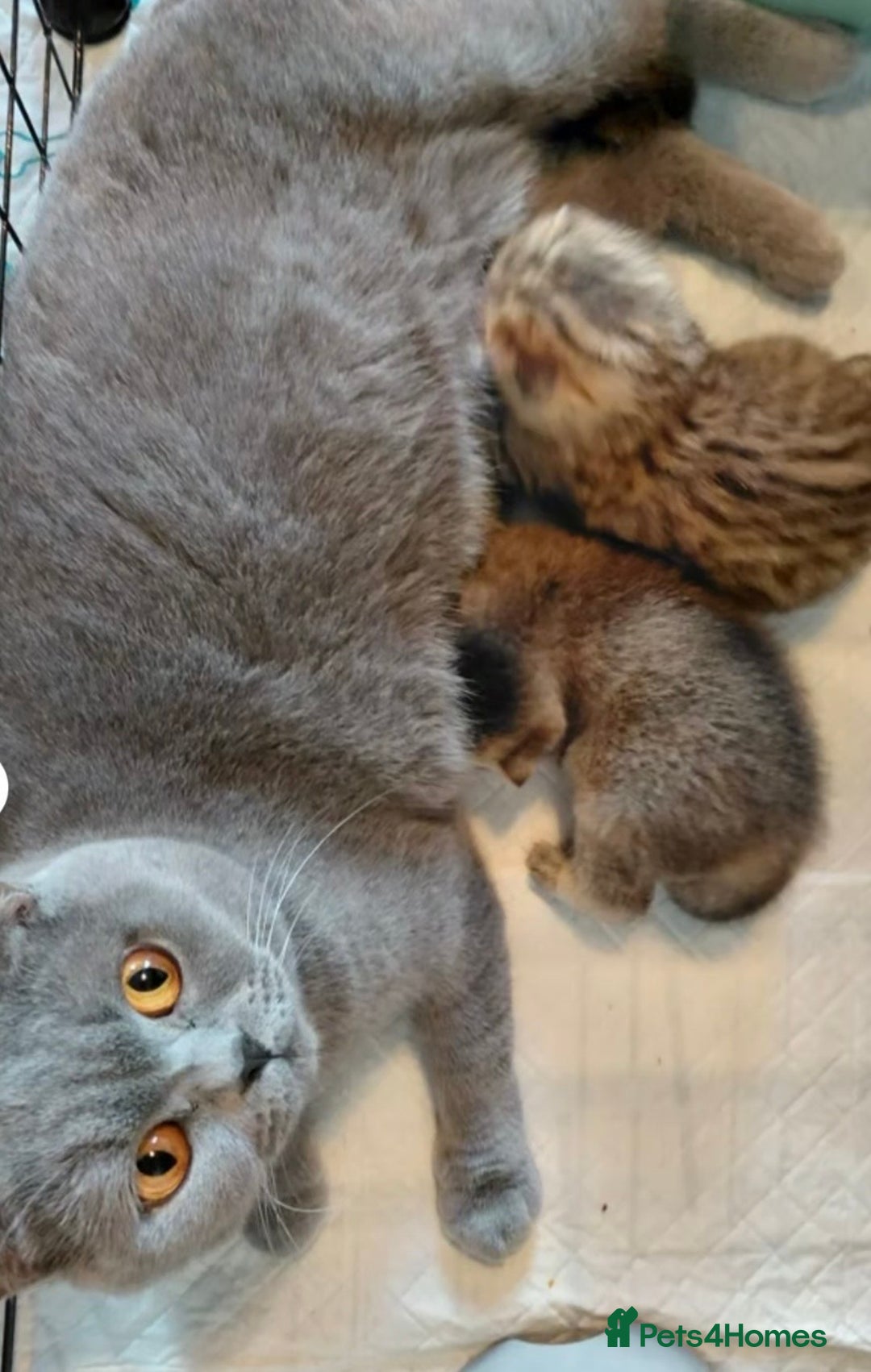 British Shorthair cats for sale: Adorable Golden British Shorthair Kitten - Advert 6