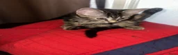 Mixed Breed cats for sale: Domestic Kittens - One Tabby, One Black/Dark Brown - Advert 9