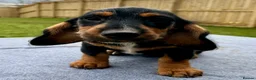 Dachshund dogs for sale: Dachshund puppies standard, wired-haired & smooth - Advert 11