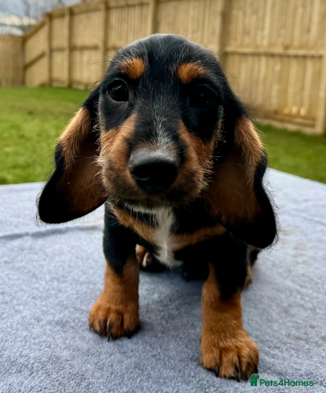 Dachshund dogs for sale: Dachshund puppies standard, wired-haired & smooth - Advert 11