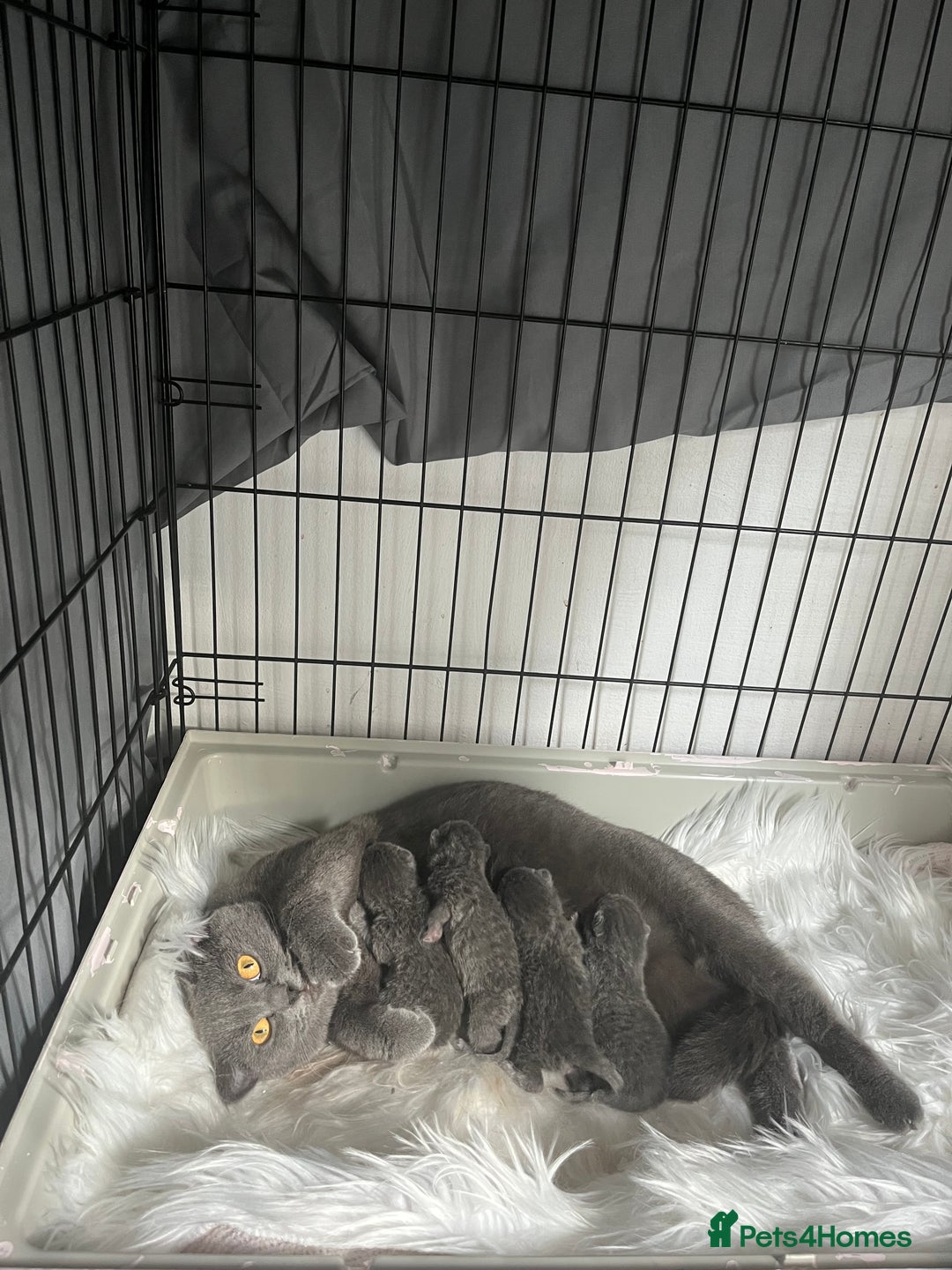 British Shorthair cats for sale: British shorthair kittens  - Image 5