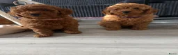 Miniature Poodle dogs for sale: Beautiful Miniature Poodle Puppies 🐾 - Advert 19