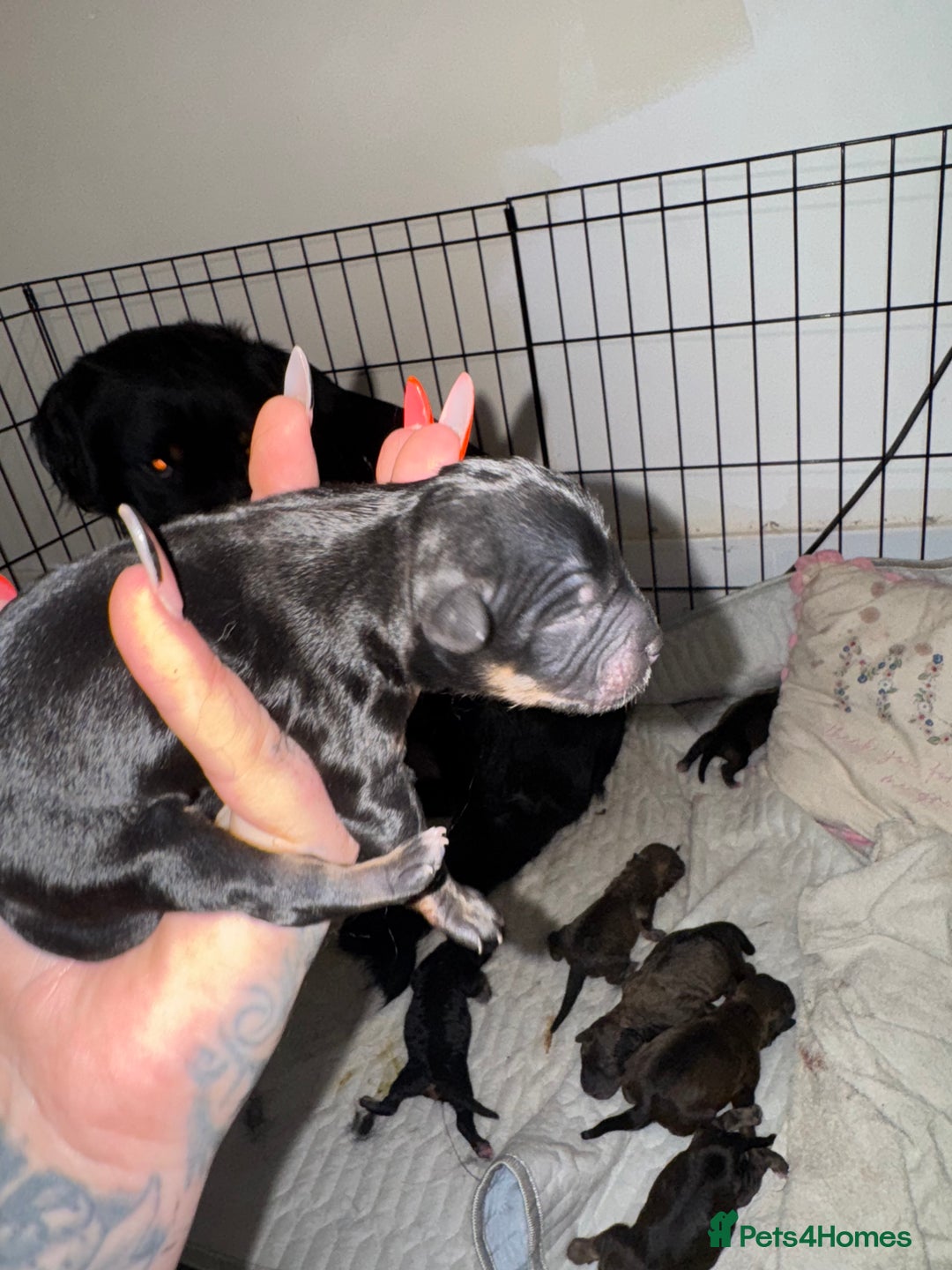 Mixed Breed dogs for sale: Rottweiler cross puppies - Image 6
