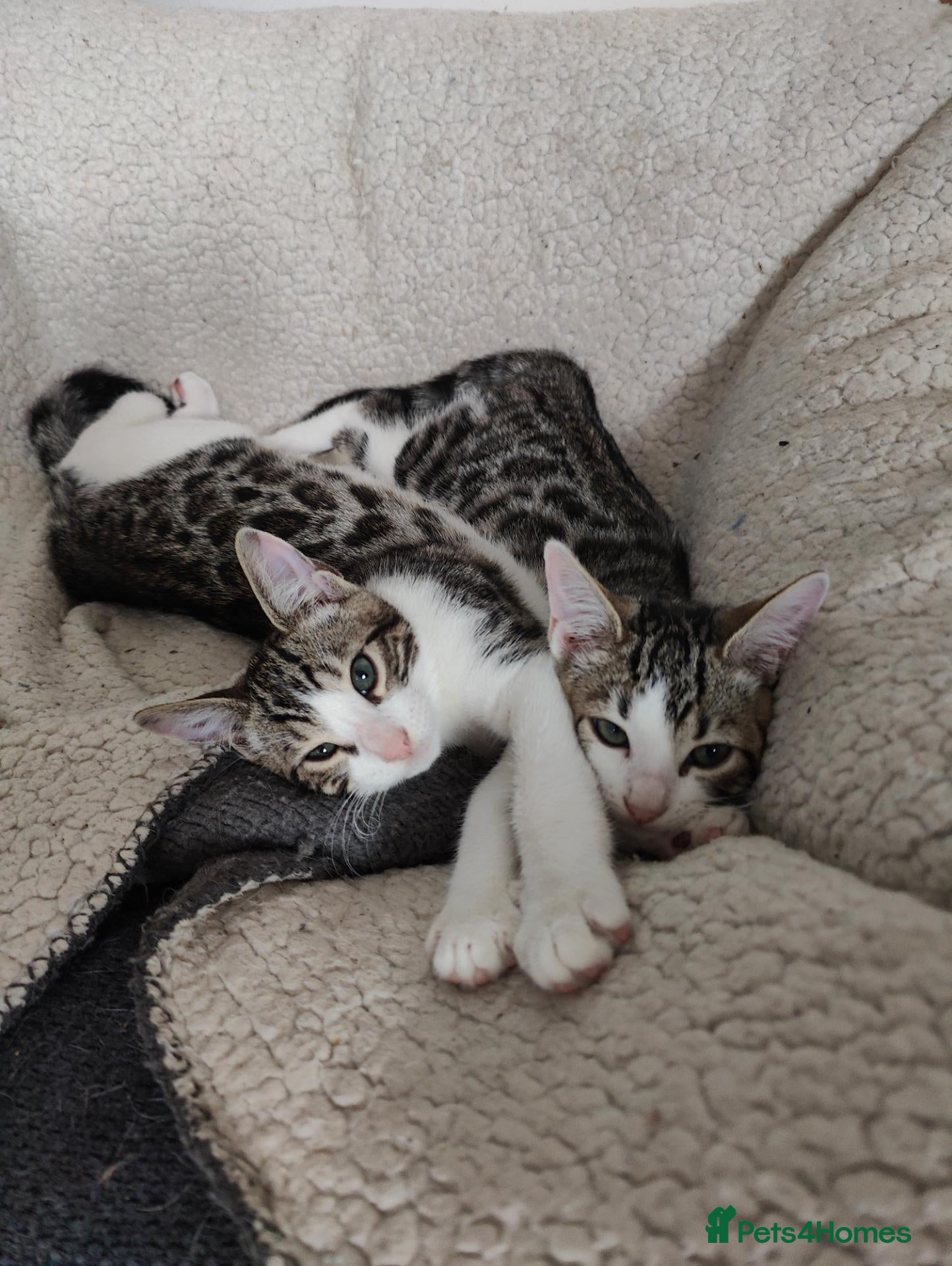 Mixed Breed cats  Nice litter of four Bengal mix.2 available - Advert 14