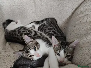 Mixed Breed cats Nice litter of four Bengal mix.2 available - Advert 14