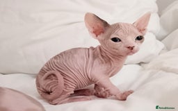 Sphynx cats for sale: Beautiful Sphinx available  - Image 15
