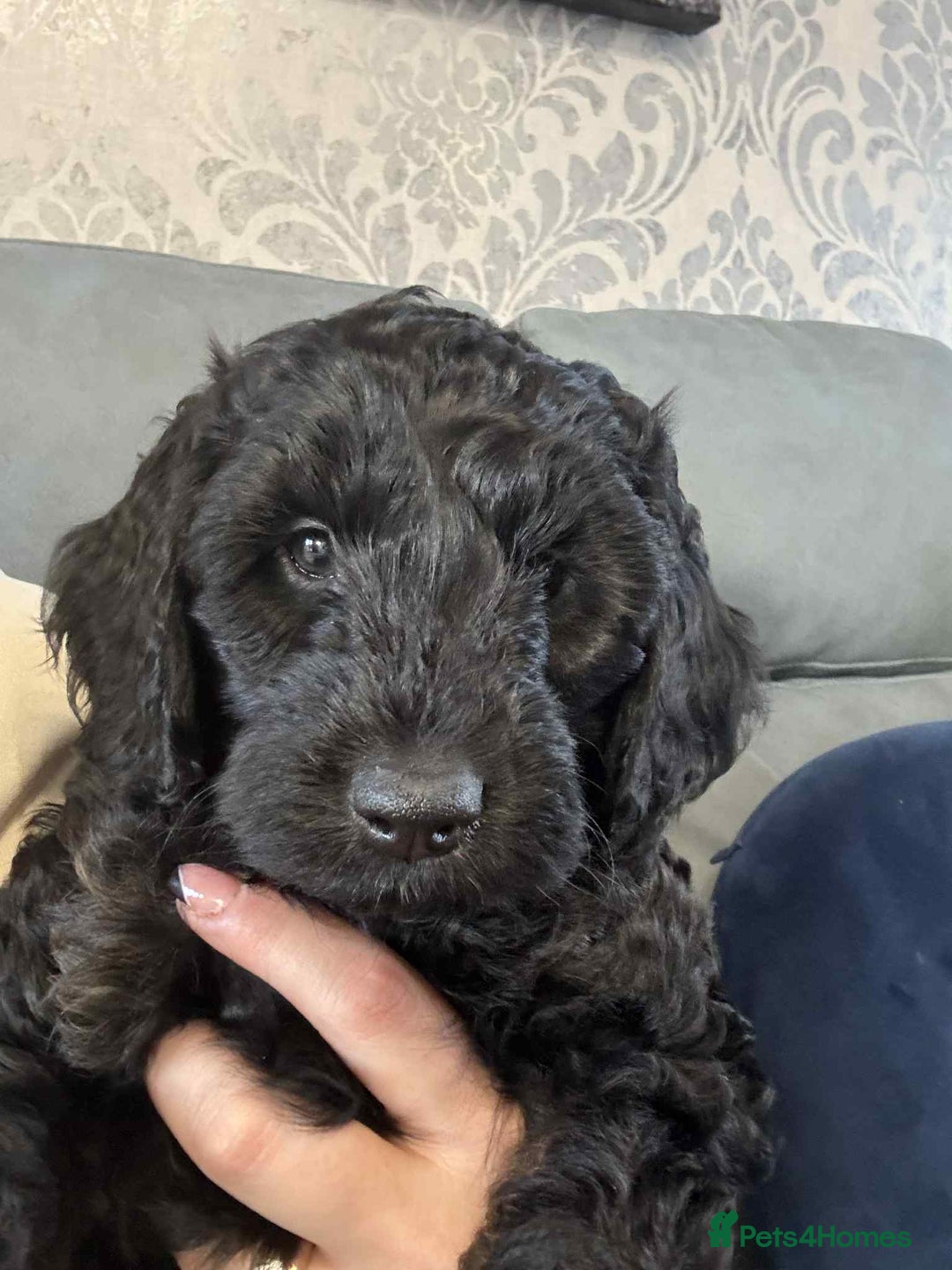 Cockapoo dogs for sale: Male F2 Cockapoo Puppy Ready for His Forever Home! - Advert 1
