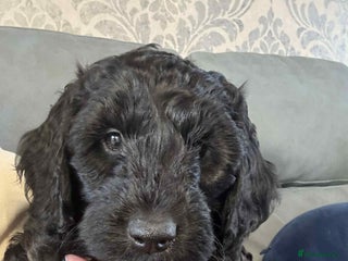Cockapoo dogs Male F2 Cockapoo Puppy Ready for His Forever Home! - Advert 1