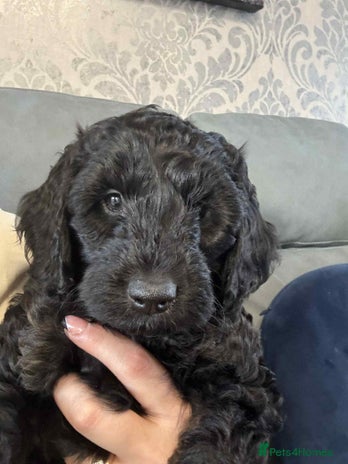 Cockapoo dogs Male F2 Cockapoo Puppy Ready for His Forever Home! - Advert 1
