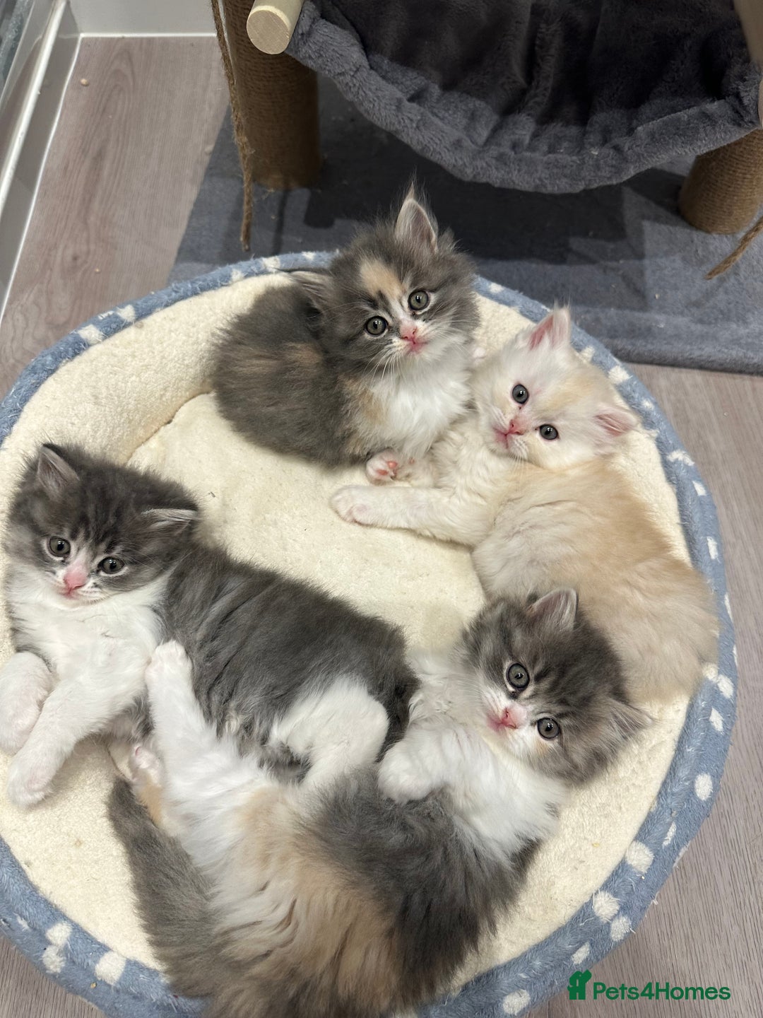 Mixed Breed cats for sale: Beautiful Perdoll Kittens🐾 - Advert 1
