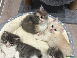 Mixed Breed cats for sale: Beautiful Perdoll Kittens🐾 - Advert 1