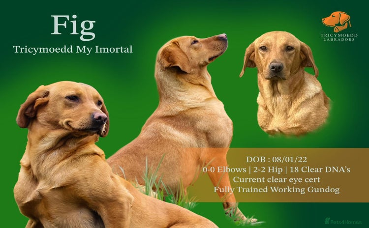 Labrador Retriever dogs - Advert 4