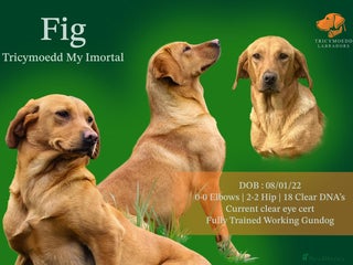 Labrador Retriever dogs - Advert 9