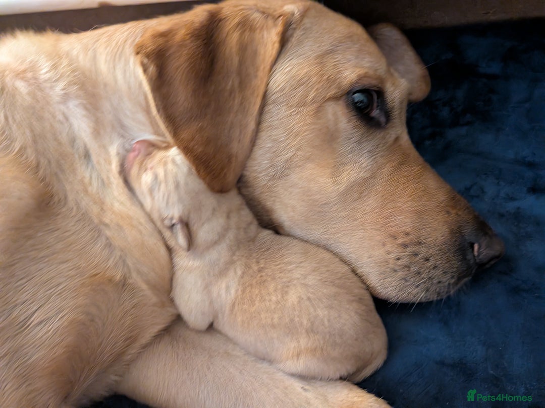 Goldador dogs for sale: Goldador puppies - all reserved  - Advert 10