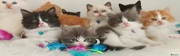 Ragdoll cats for sale: Beautiful cross Ragdoll/Persian 😻😻😻😻 - Advert 19