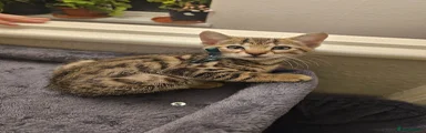 Bengal Kitten 2