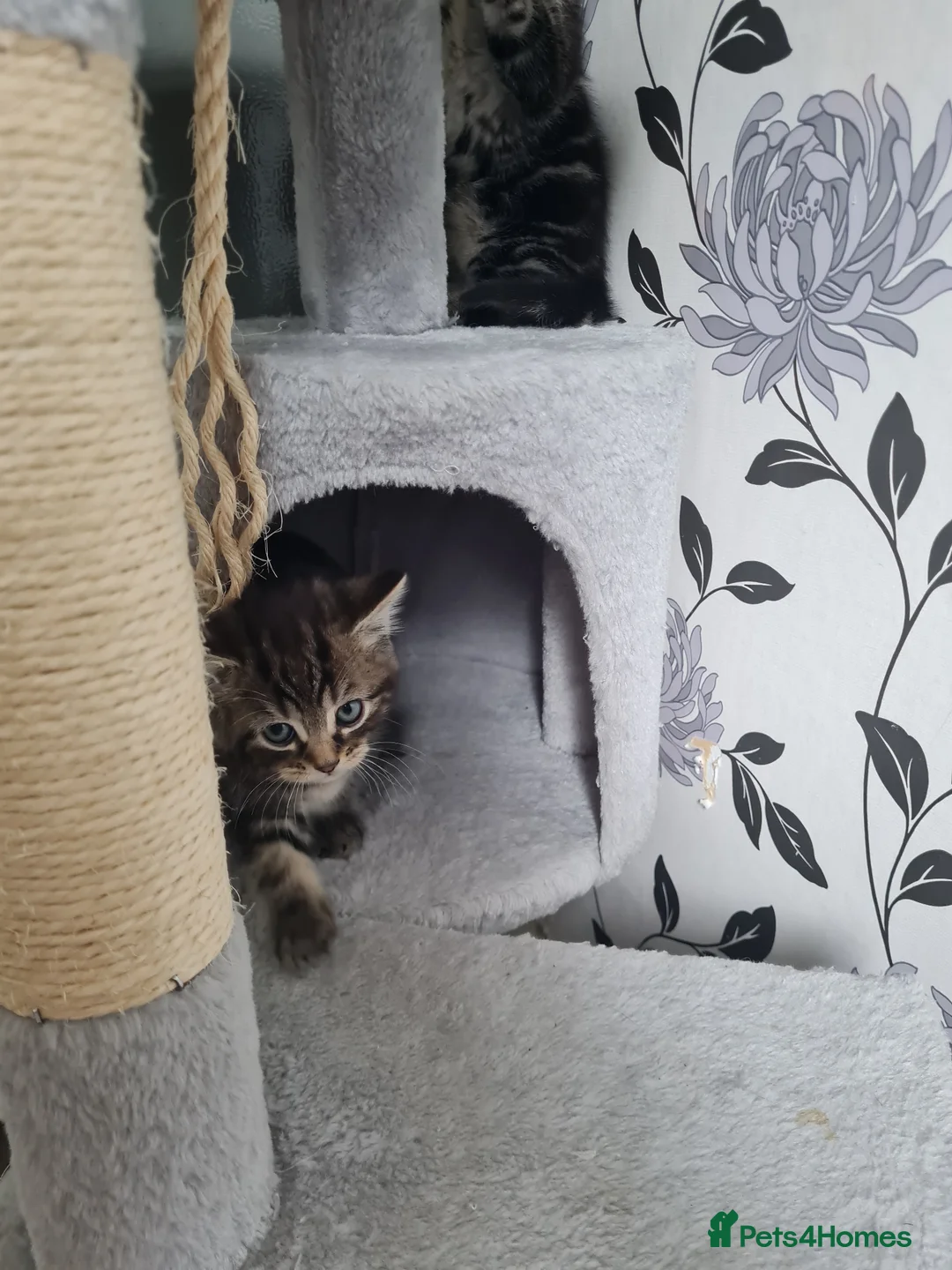 Mixed Breed cats for sale: For sale £80 in Wigan - Advert 5