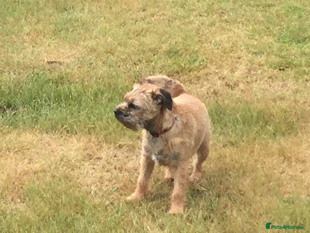 Border Terrier dogs for sale: Border Terrier bitch for sale - Image 3
