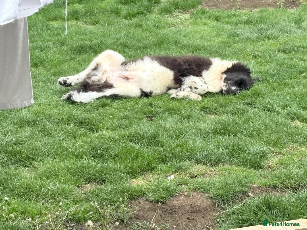 Newfoundland dogs for sale: Newfoundland in Shipston-on-Stour - Advert 1