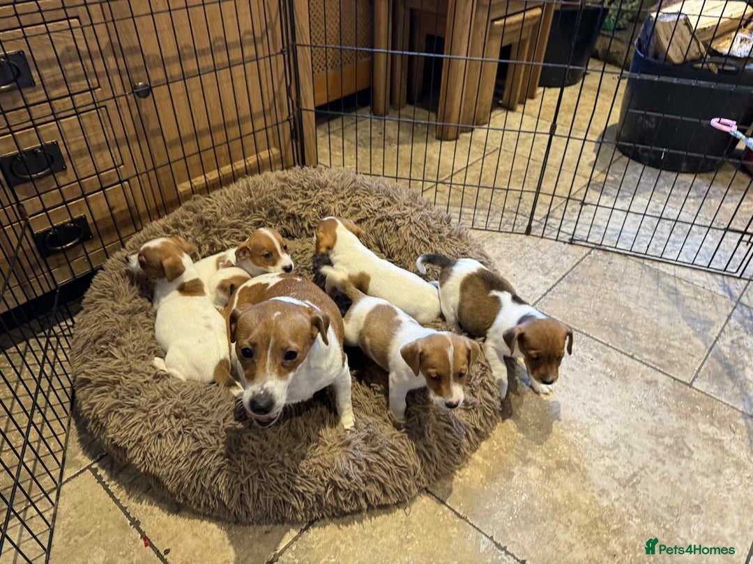 Jack Russell dogs for sale: Stunning litter of true short legged Jack russels  - Advert 7
