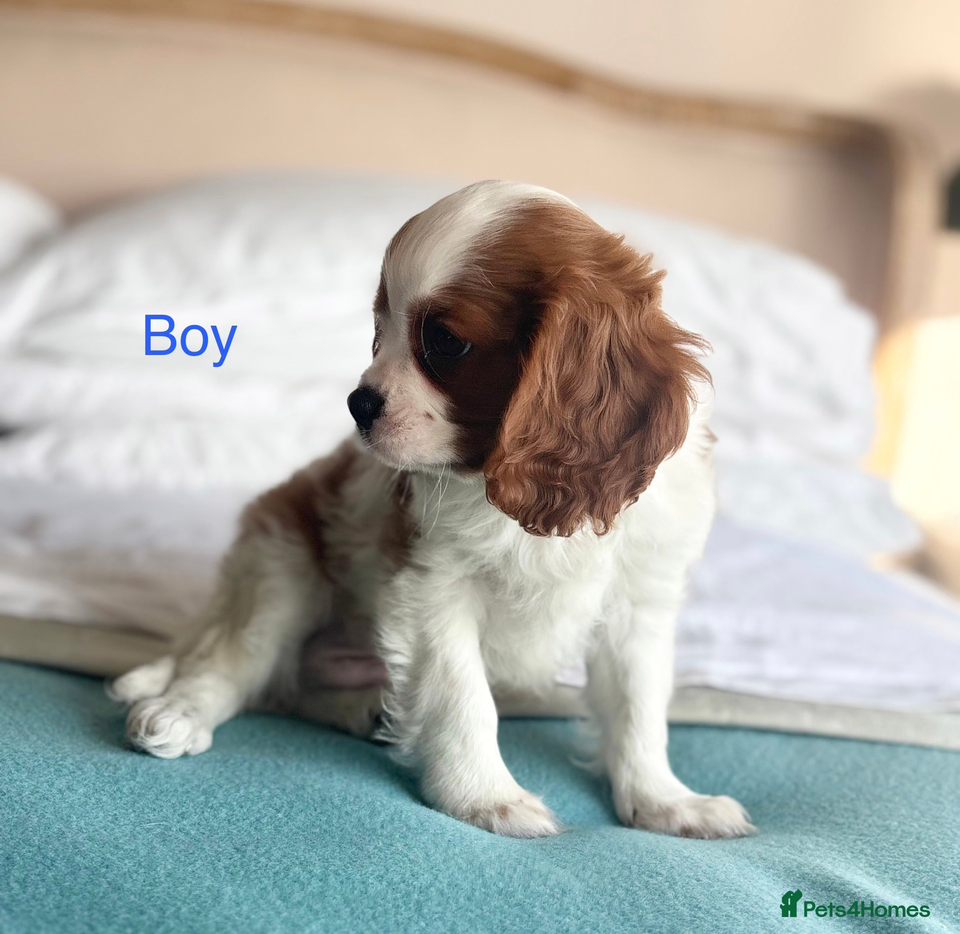 Cavalier King Charles Spaniel dogs 🐾KC reg,Extensively health tested Cavalier pups🐾 - Advert 2