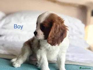 Cavalier King Charles Spaniel dogs 🐾KC reg,Extensively health tested Cavalier pups🐾 - Advert 2
