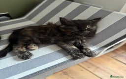 British Longhair cats for sale: Longhair & Shorthair Kittens - Image 7