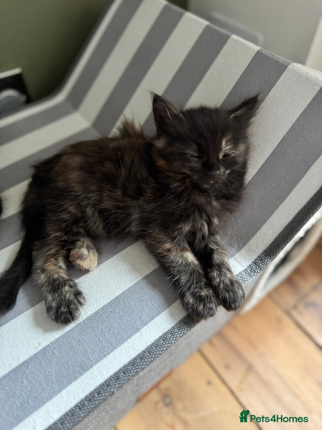 British Longhair cats for sale: Longhair & Shorthair Kittens - Image 7