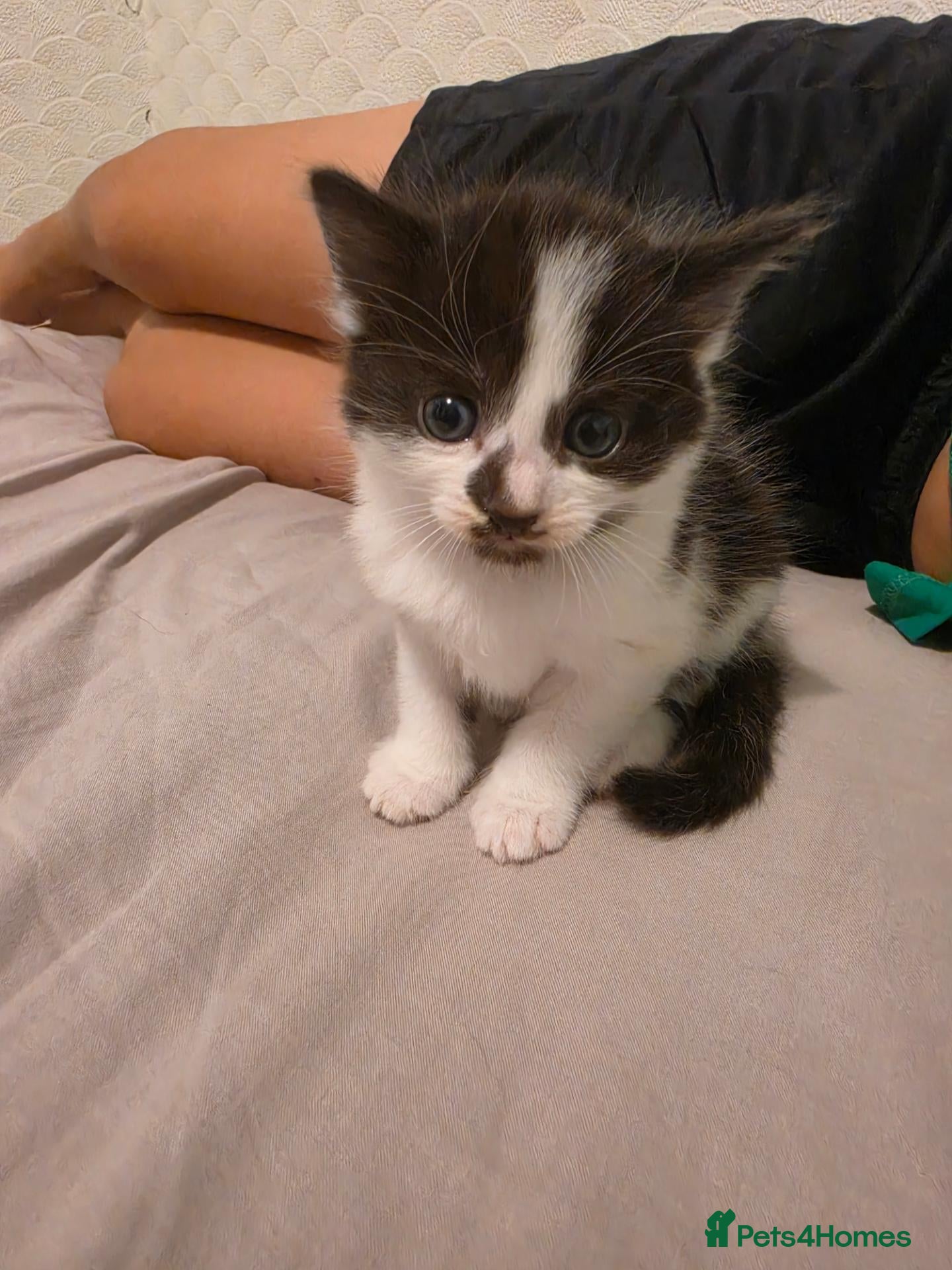 Mixed Breed cats Playful male - Advert 1