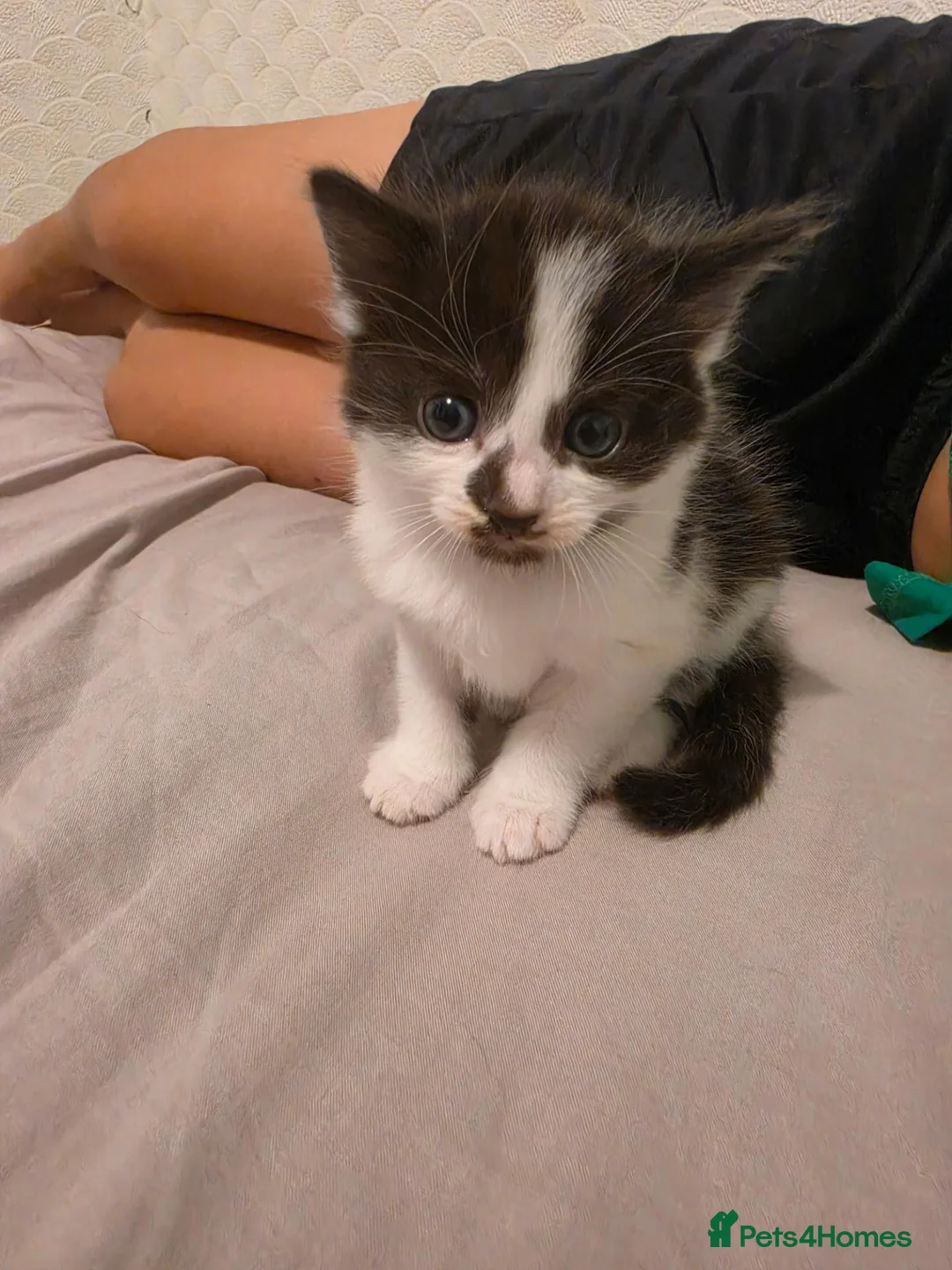 Mixed Breed cats for sale: Playful male - Advert 1