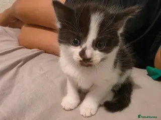 Mixed Breed cats Playful male - Advert 1