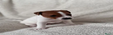 Jack Russell Puppy 1
