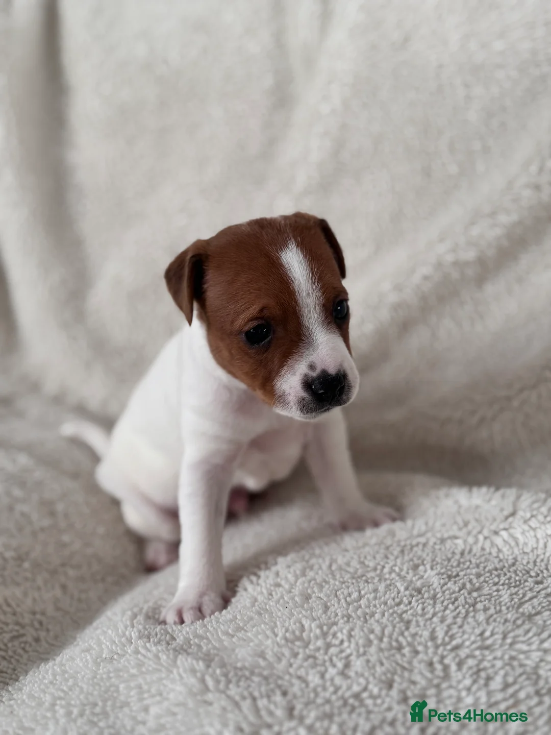 Jack Russell dogs for sale: Smooth coated jack russels  - Advert 2