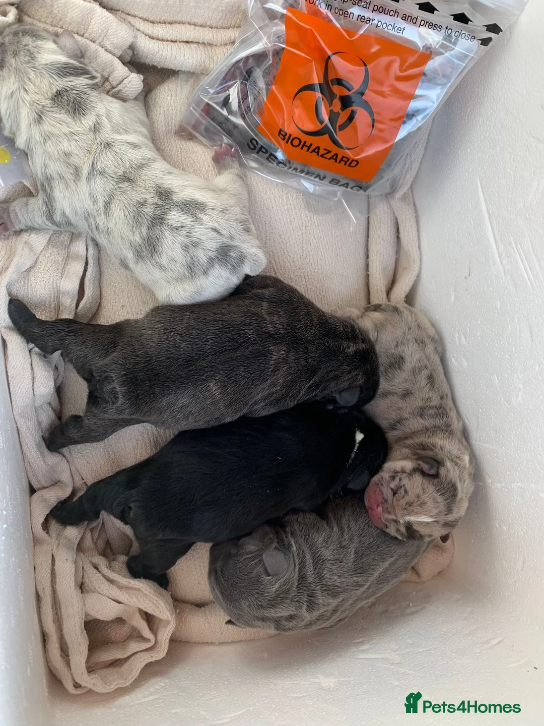 French Bulldog dogs for stud: Lilac merle French bulldog for stud  in Stevenage - Advert 24