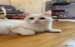 Ragdoll cats for sale: Beautiful Flame/ Cream Ragdoll kittens - Advert 10